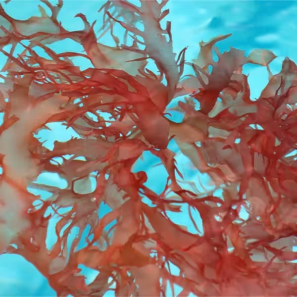 The vaginal microbiome is everything